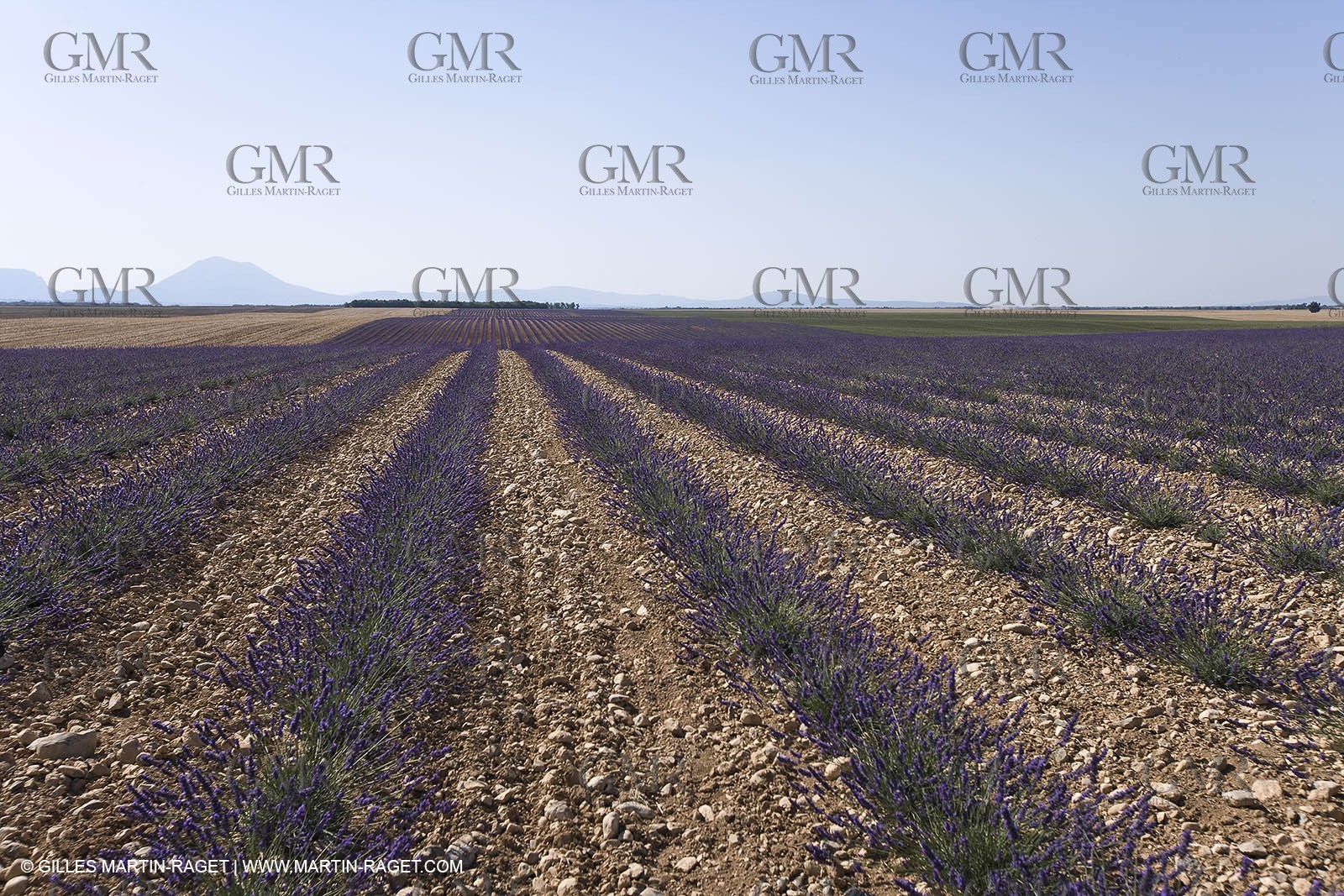 13 08 2007 - Valensole (04) - lavender fields on Valensole plateau