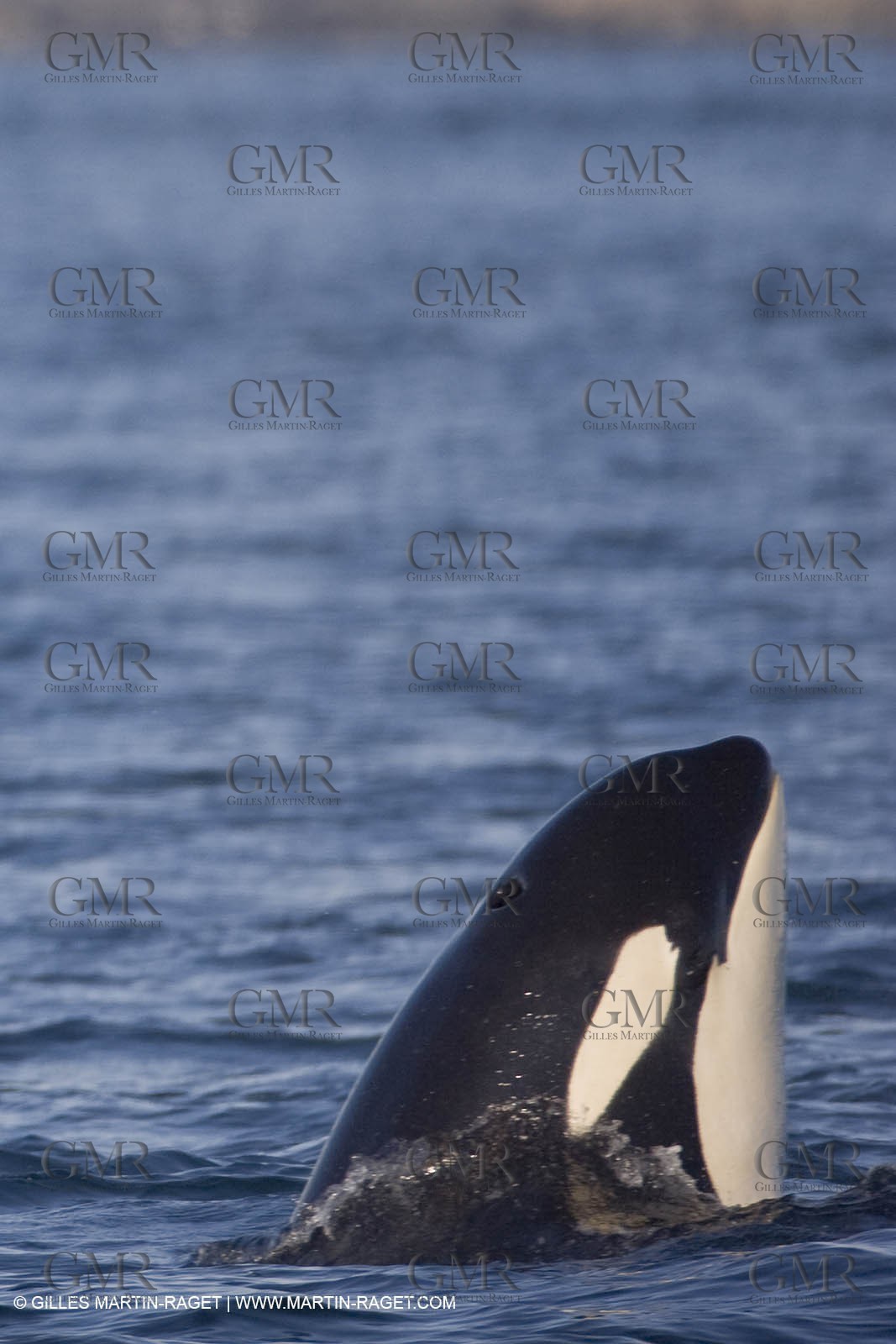 Animaux marins
