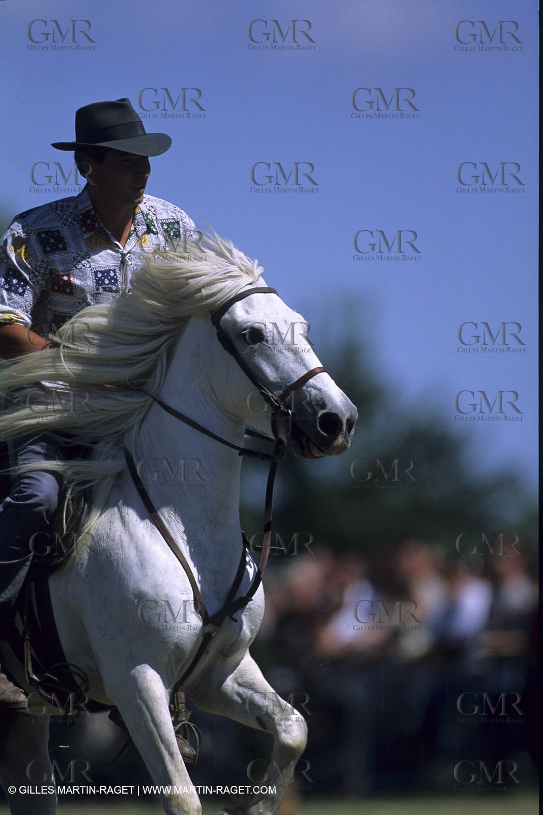 Camargue horses