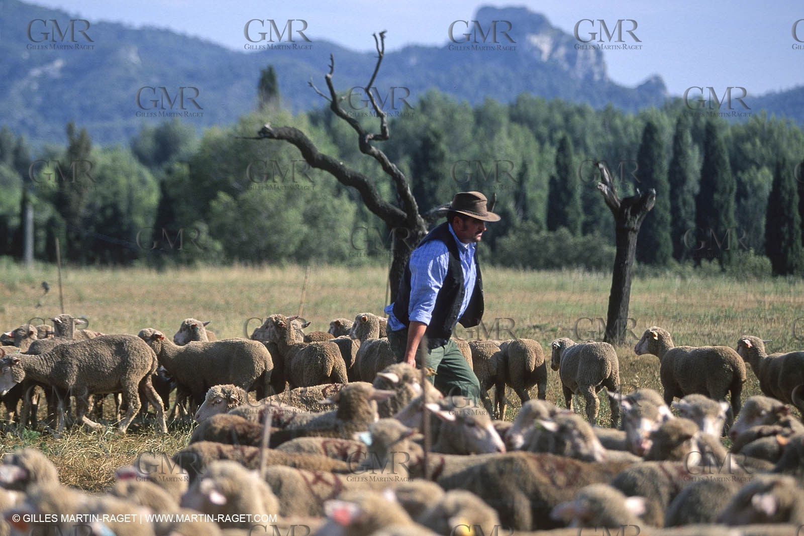 Saint Rémy de Provence (FRA,13) - Sheep stocks migration Fest