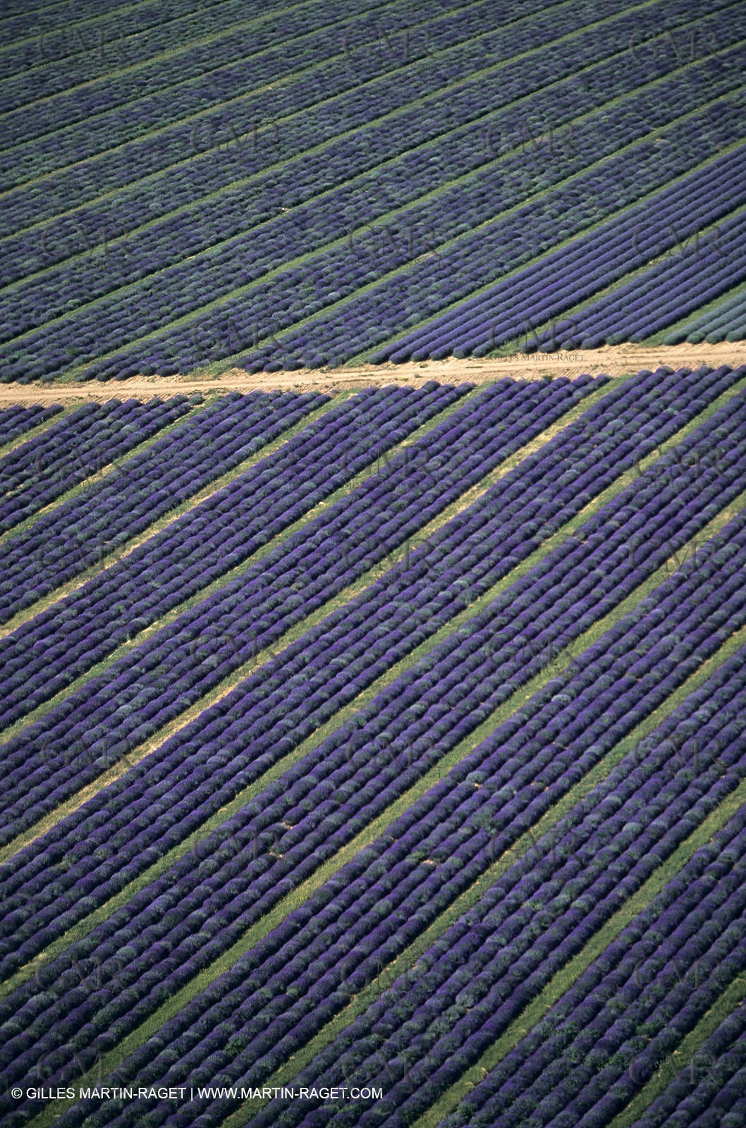 Lavander fields