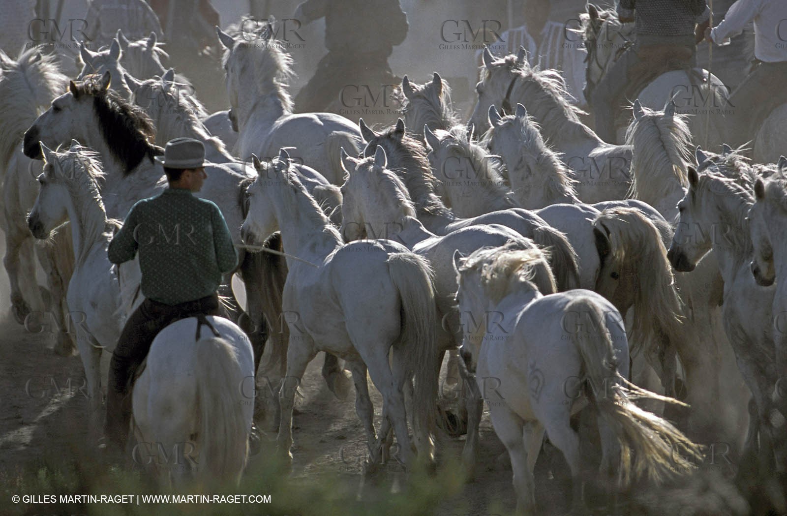 Camargue horses