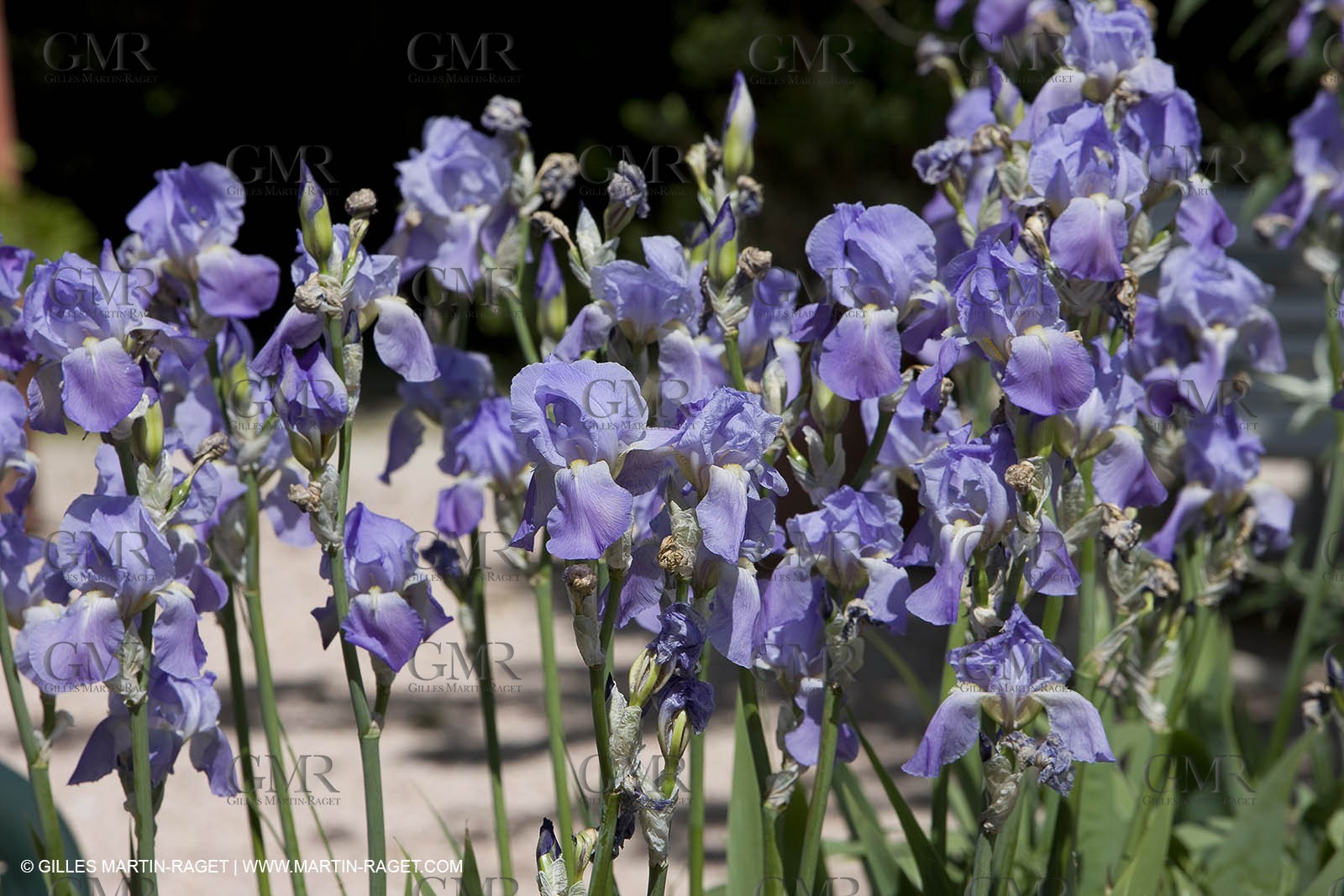 01 05 2008 - Arles (FRA,13) - Queen of Arles election