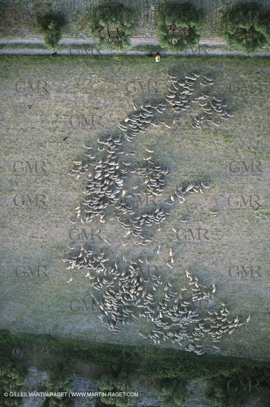 Saint Rémy de Provence (FRA,13) - Fête de la Transhumance