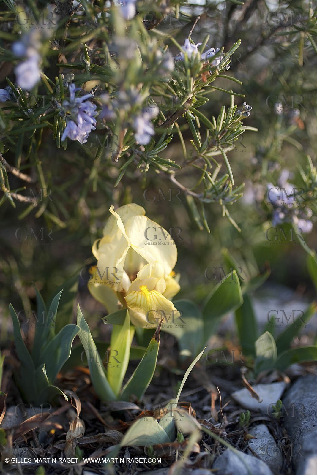 26 03 2009 - Marseille (FRA, 13) - Les Calanques - Plateau de l'Homme Mort