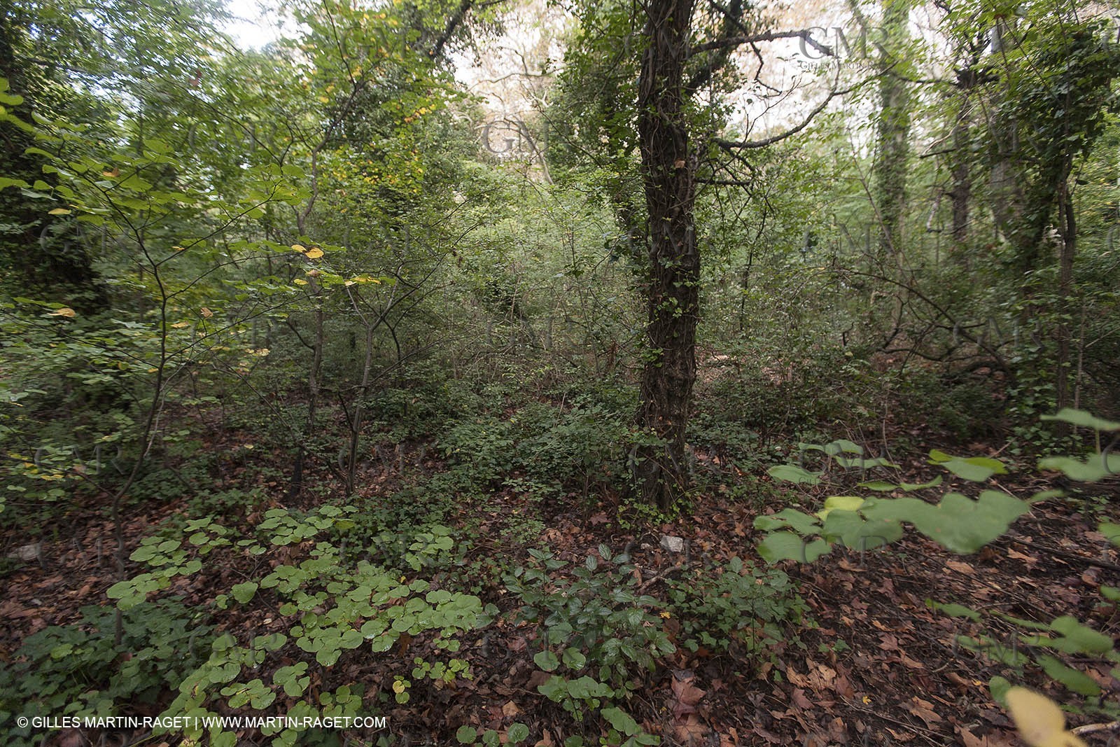 23 10 2012 - Gemenos (FRA) - Départemental Park of Saint Pons valley