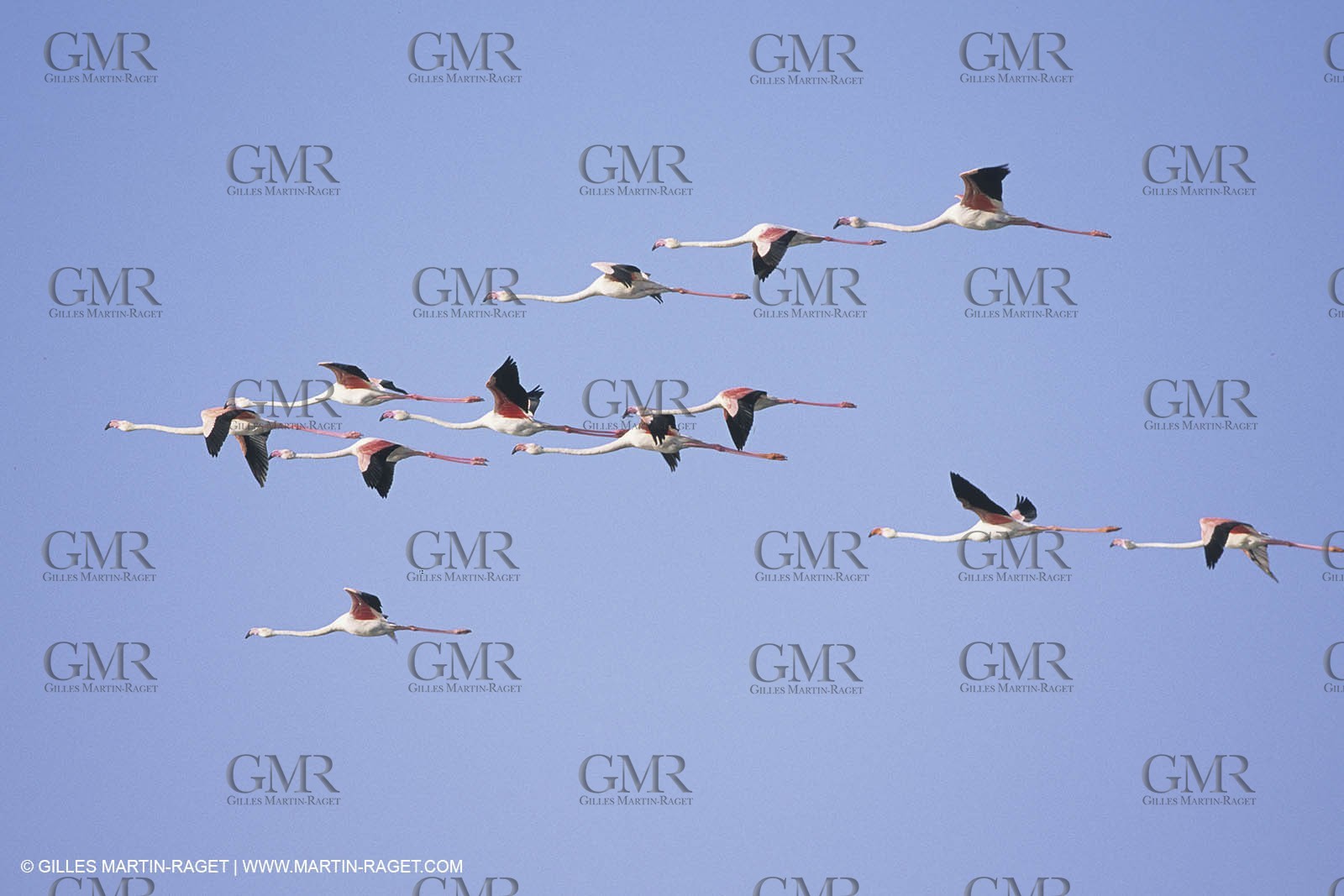 France, Provence, Camargue, Birds, Flamants, flamingos