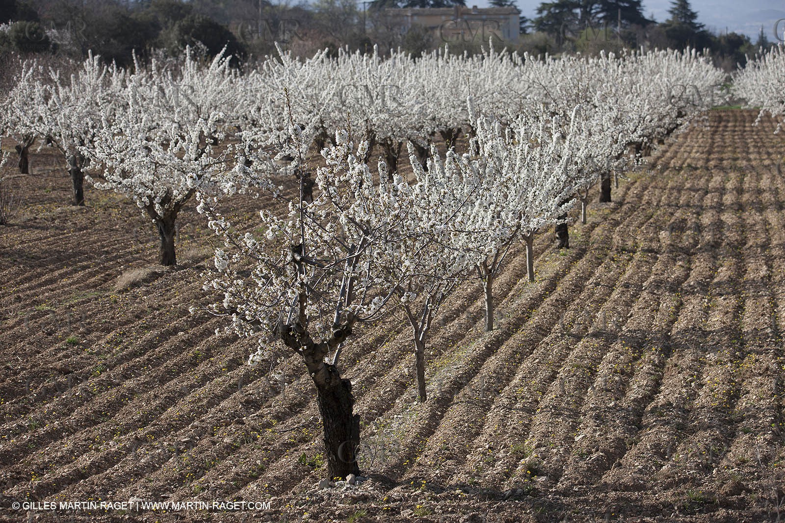 30 mars 2012 - Saint Saturnin les Apt (FRA, 84) - Cerisiers en fleurs