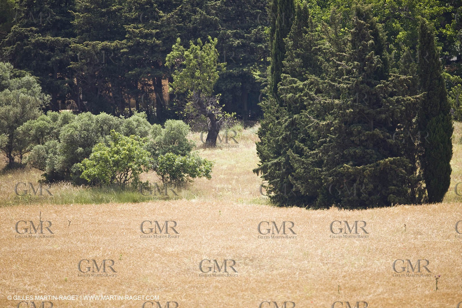 June 24th 2008 - Saint Rémy de Provence (FRA,13) - Alpilles hills landscapes
