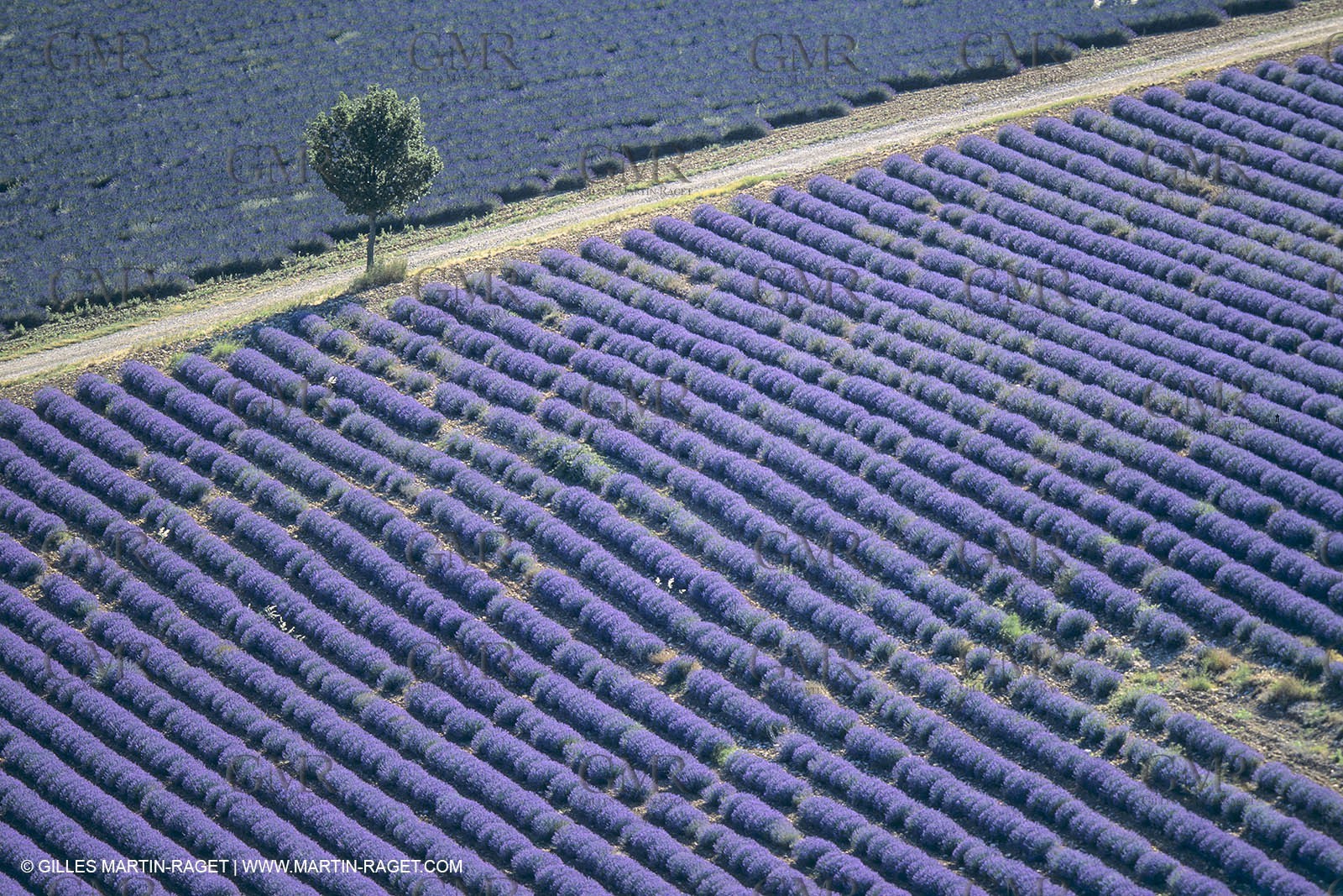 France, Provence, Lavender fields