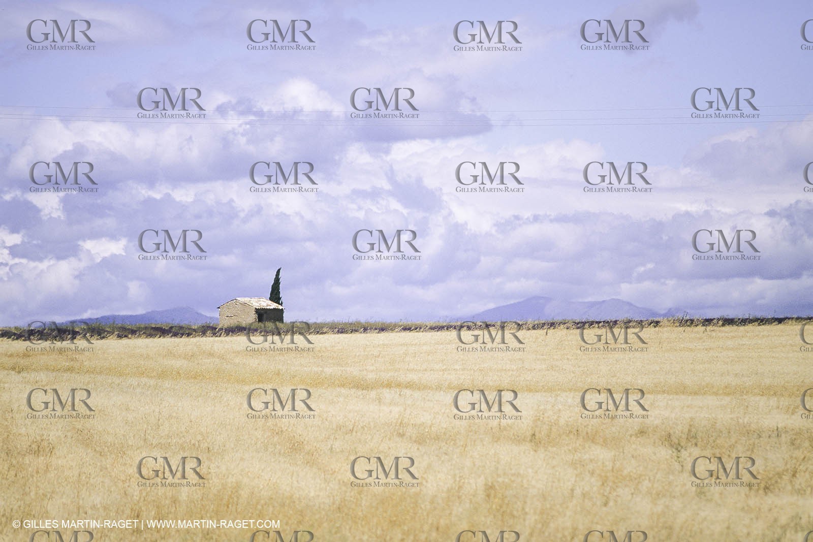 Corn and Wheat fields on Valensole Plateau in higher Provence (France)