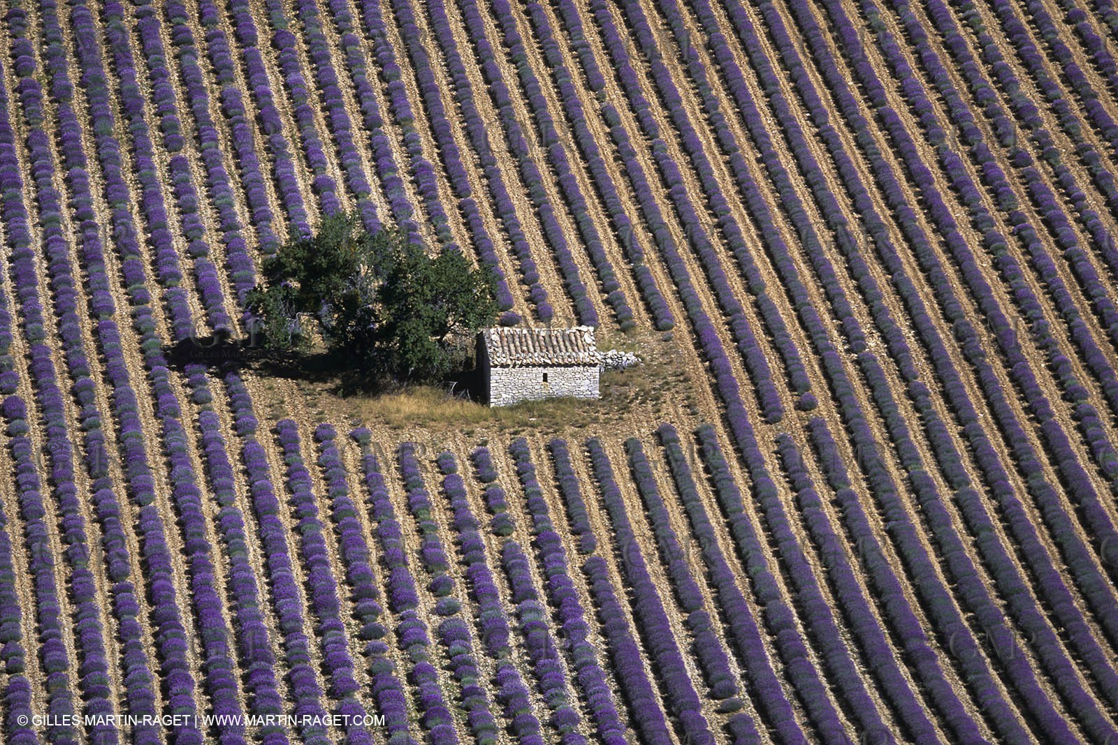 Juin 2005, Valensole (FRA,04) - Lavander fields