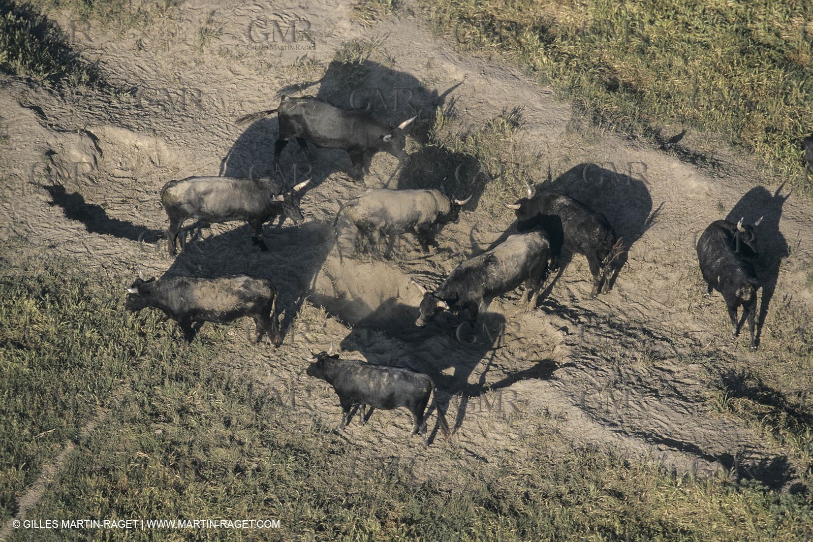 France, Provence, Camarggue, Taureaux de Camargue, bulls