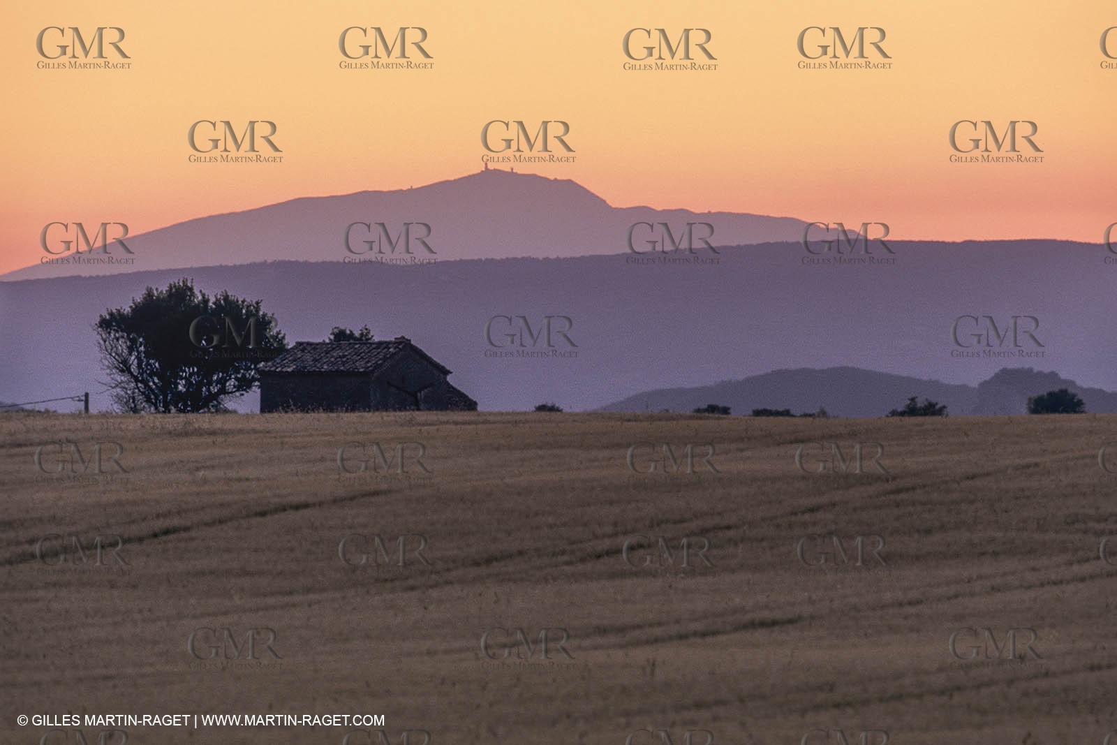 Corn and Wheat fields on Valensole Plateau in higher Provence (France)