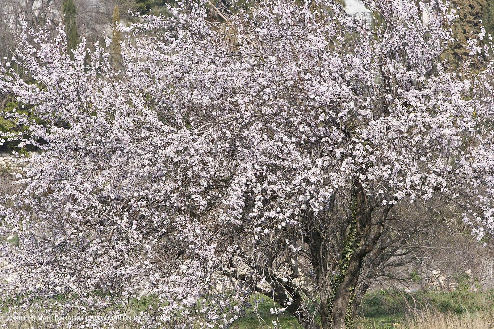 16 02 2008 - Les Baux de Provence (FRA, 13) - Alpilles hills landscapes