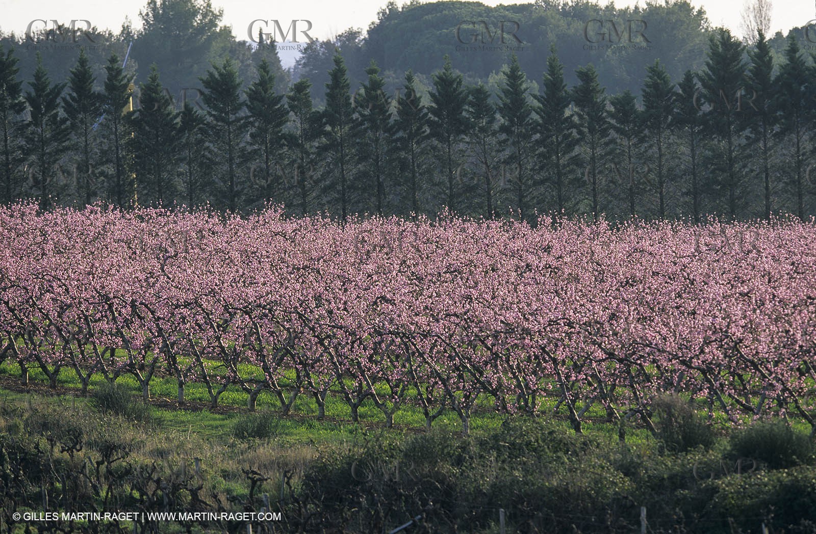 Paysages de Nîmes Métropole (FRA,30) -Costières