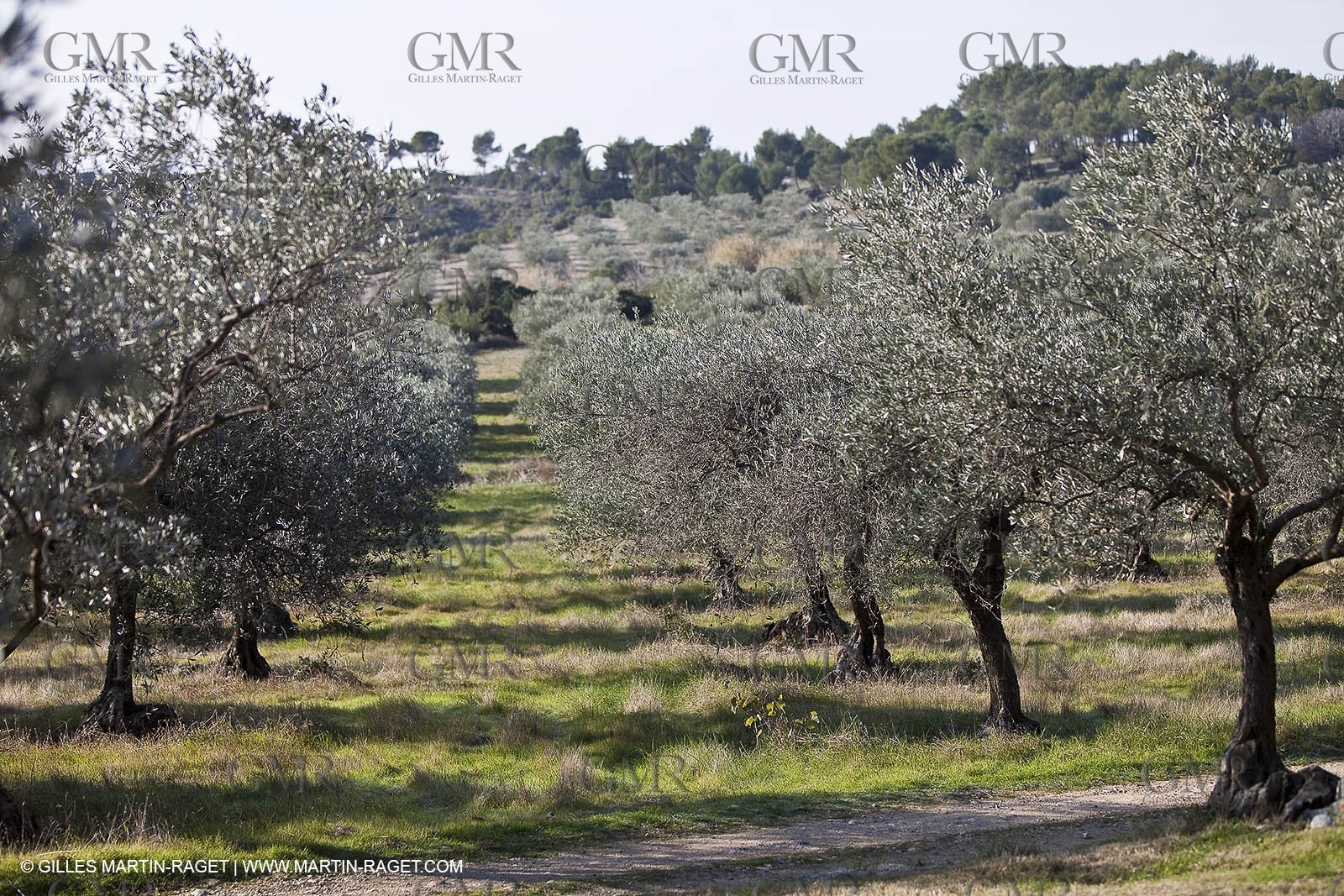 Saint Drézéry (FRA, 34), Domaine de Puech Haut