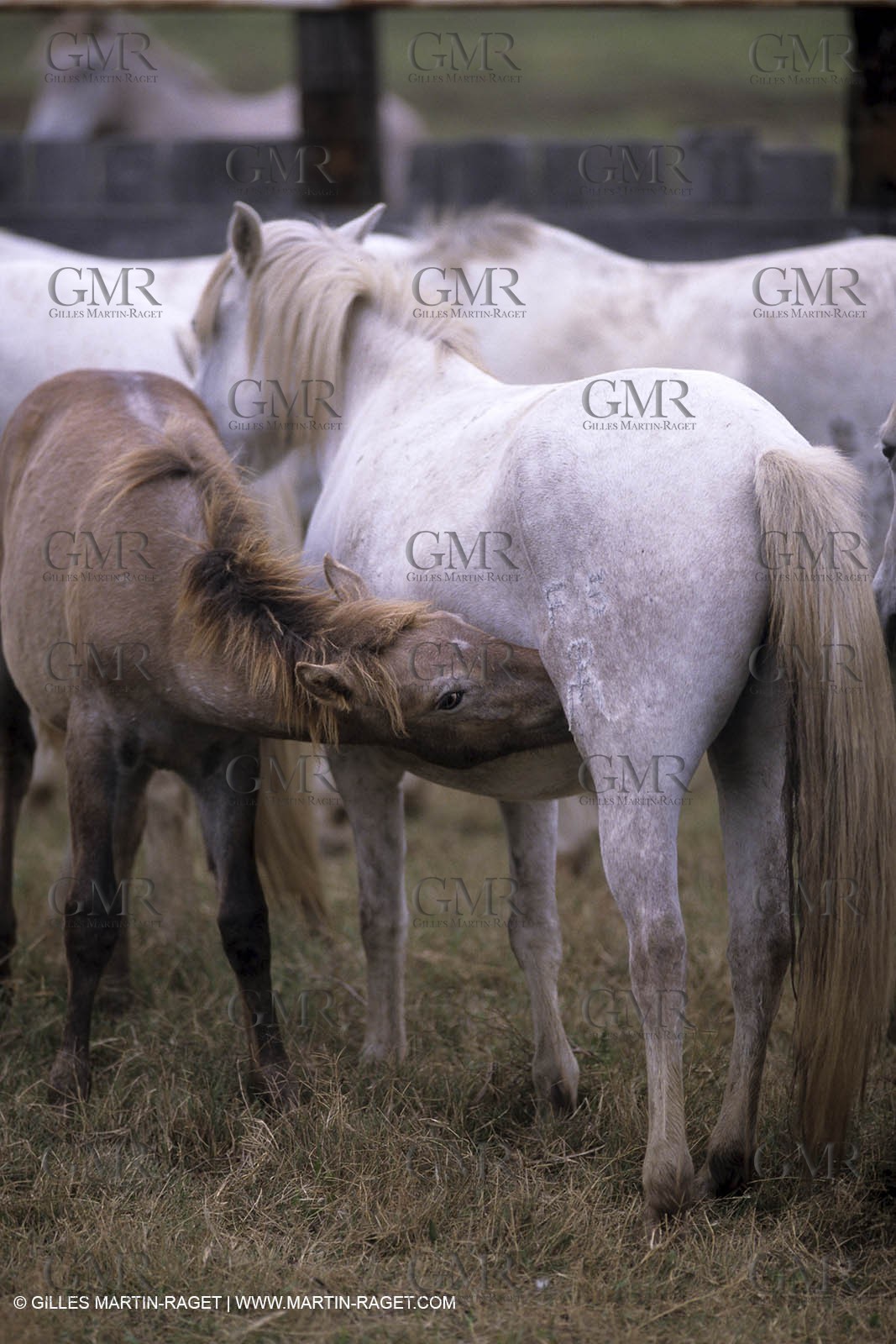 Camargue horses