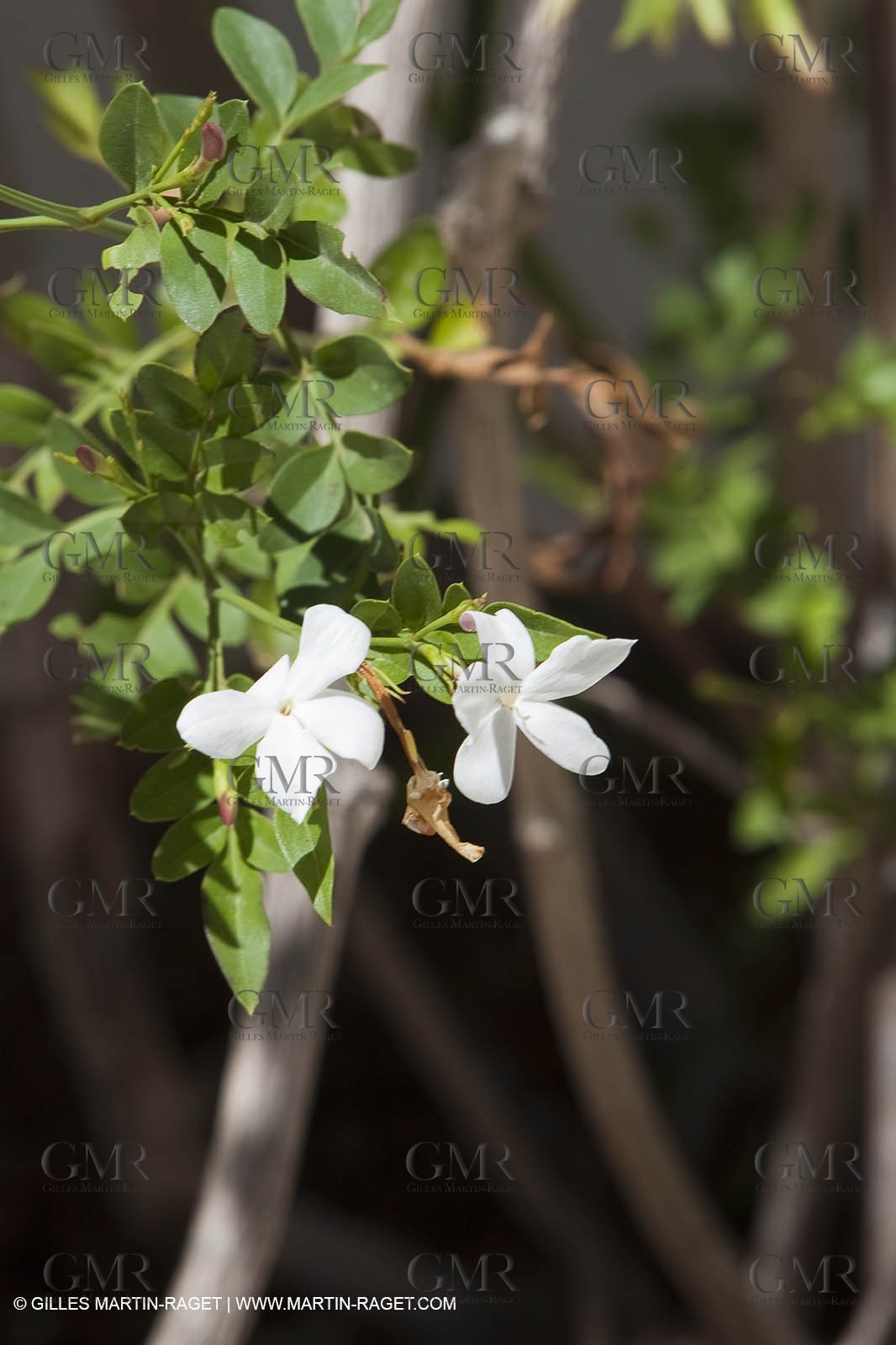 12 07 2010 - Saint Gilles Croix de Vie (FRA,85) - Chantier Benetreau - First 30