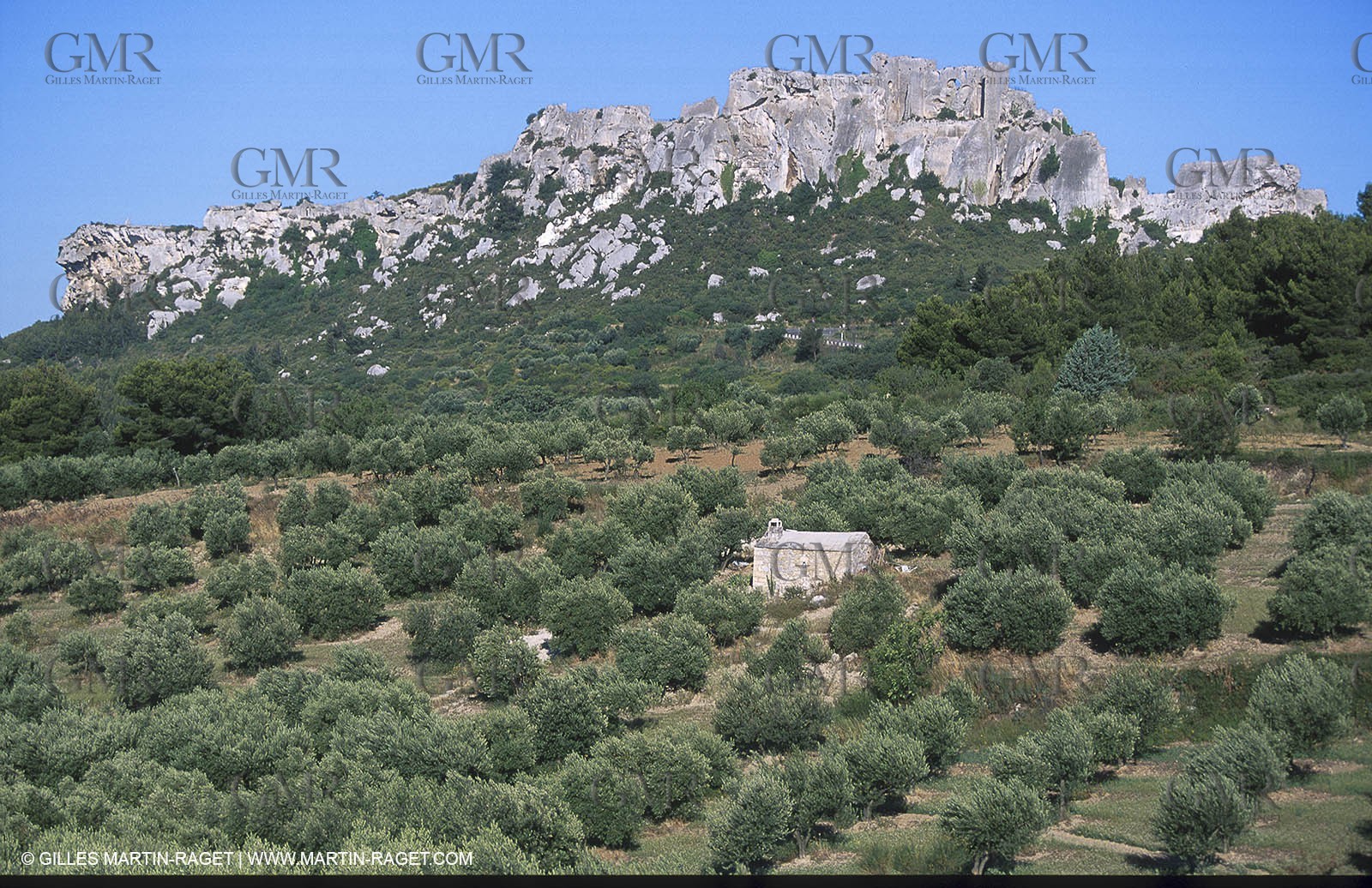 Baux de Provence valley olive tree fields