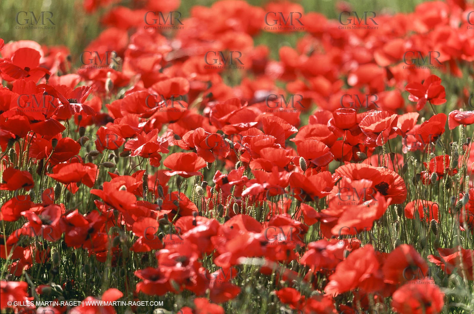 France - Languedoc-Roussillon - Nîmes Métropole - Costières