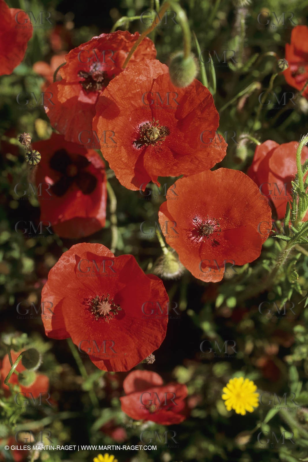 France, Provence, Champs de Coquelicots   Poppies fields