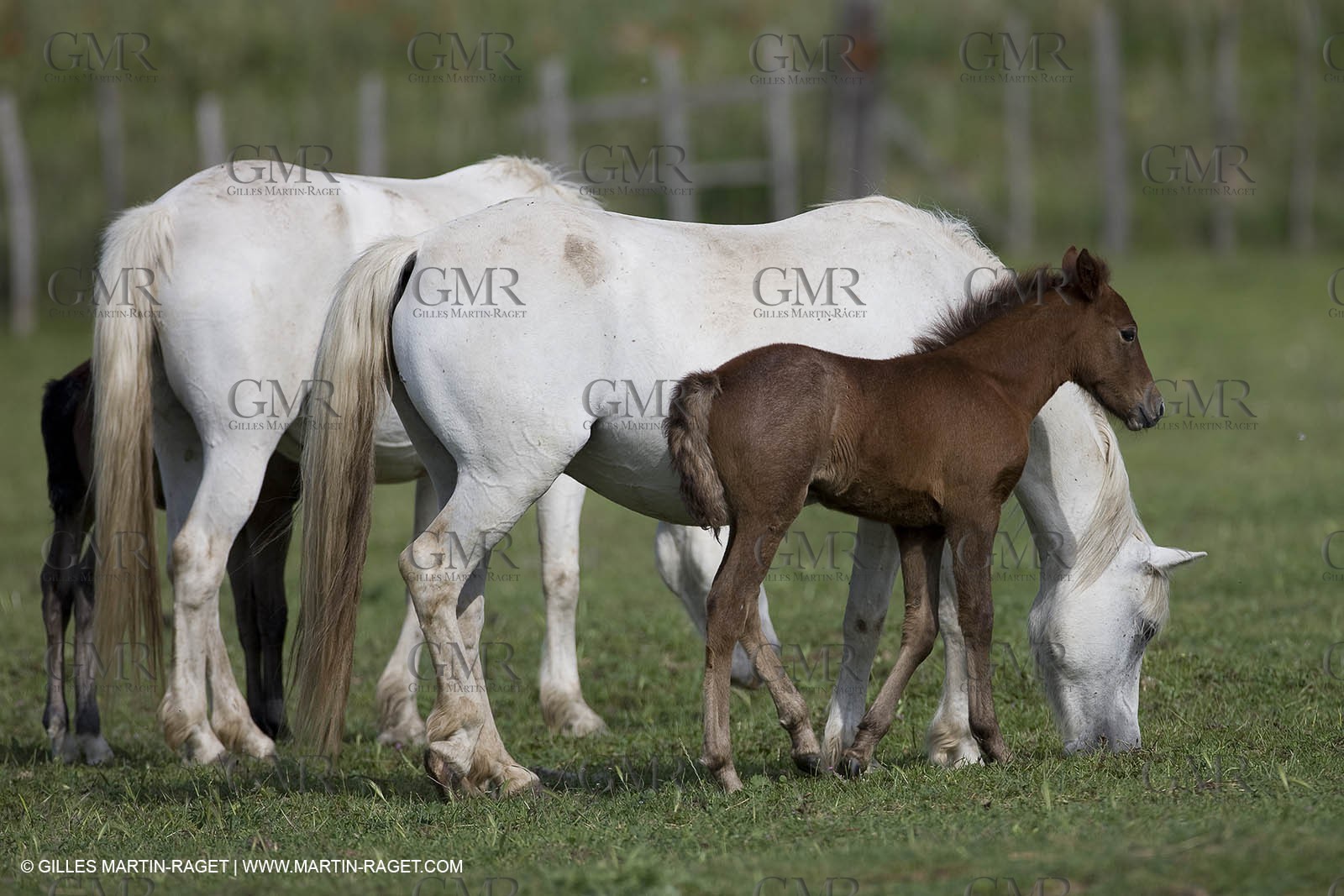 07 05 2008 - Le Cailar (FRA,30) - Tri à la manade du Mas du Pont de Laute