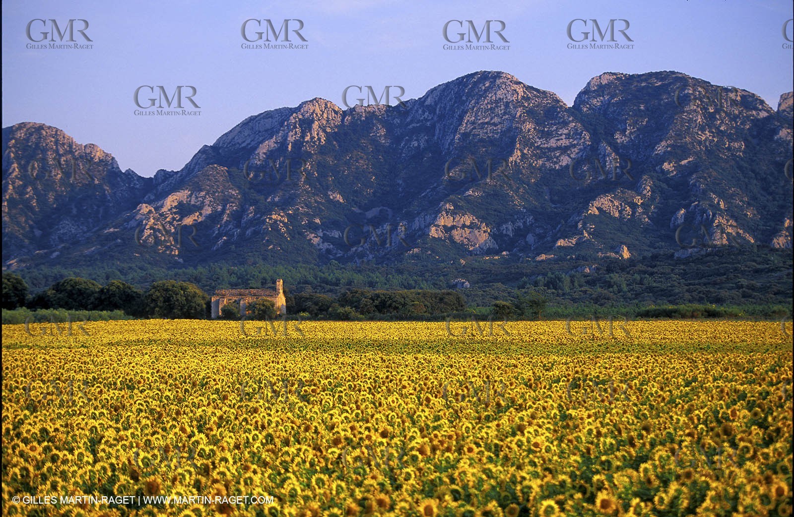 Sunflower Field