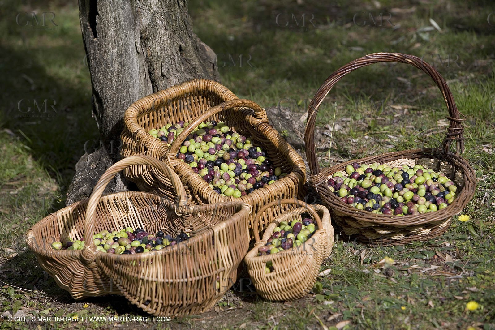 28 10 2007 - Saint Rémy de Provence (FRA, 13)- Olives harvest at  Vallon Raget