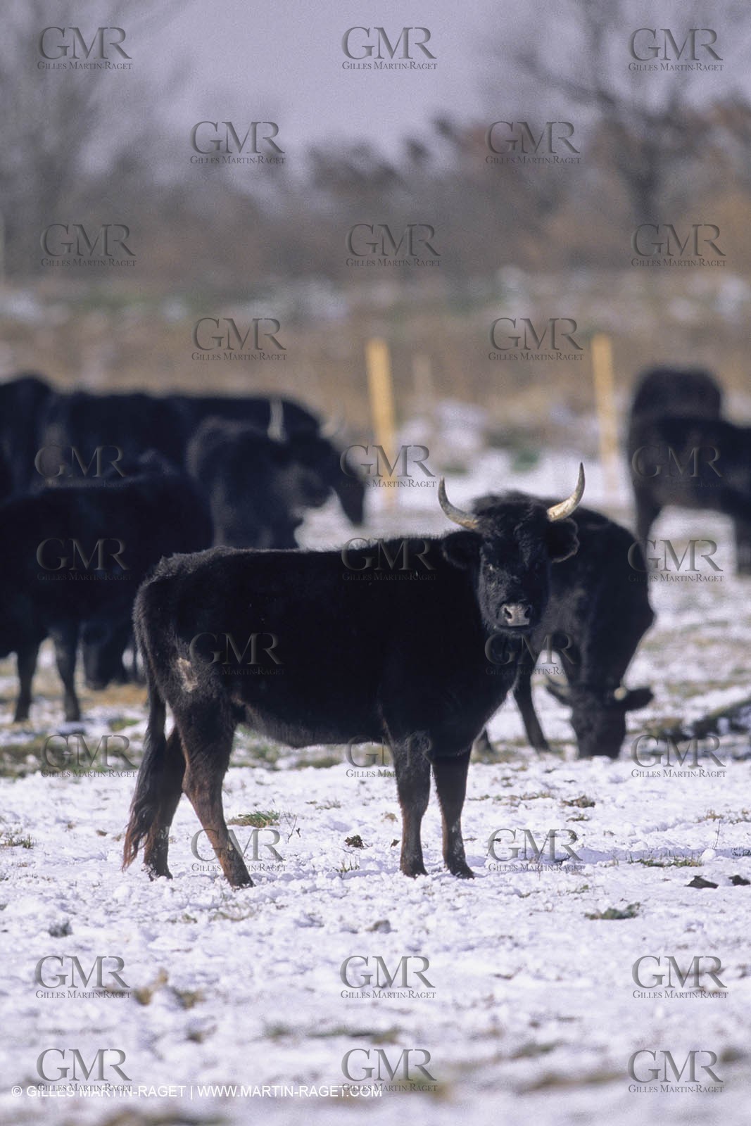 Provence under snow - Camargue