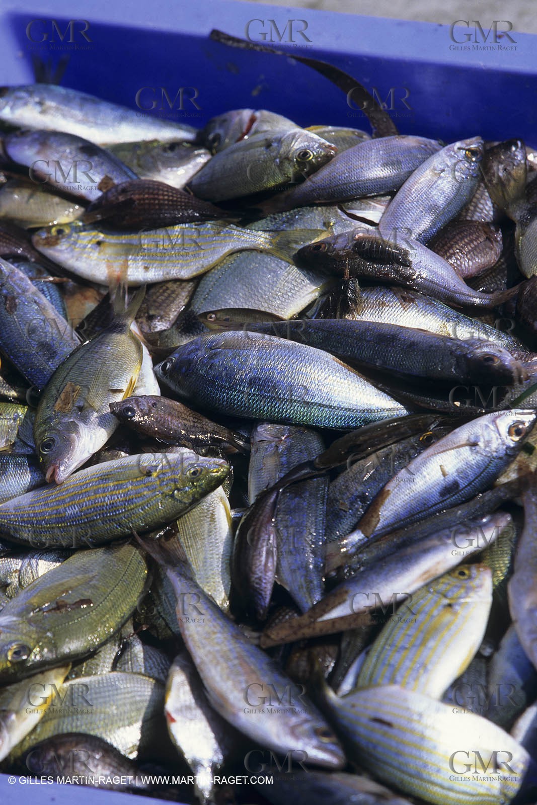 Marseille (Fra, 13) - Local fishing boats