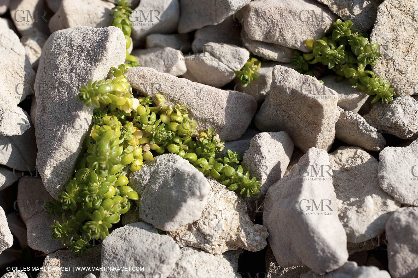 19 03 2009 - Marseille (FRA, 13) - Calanques