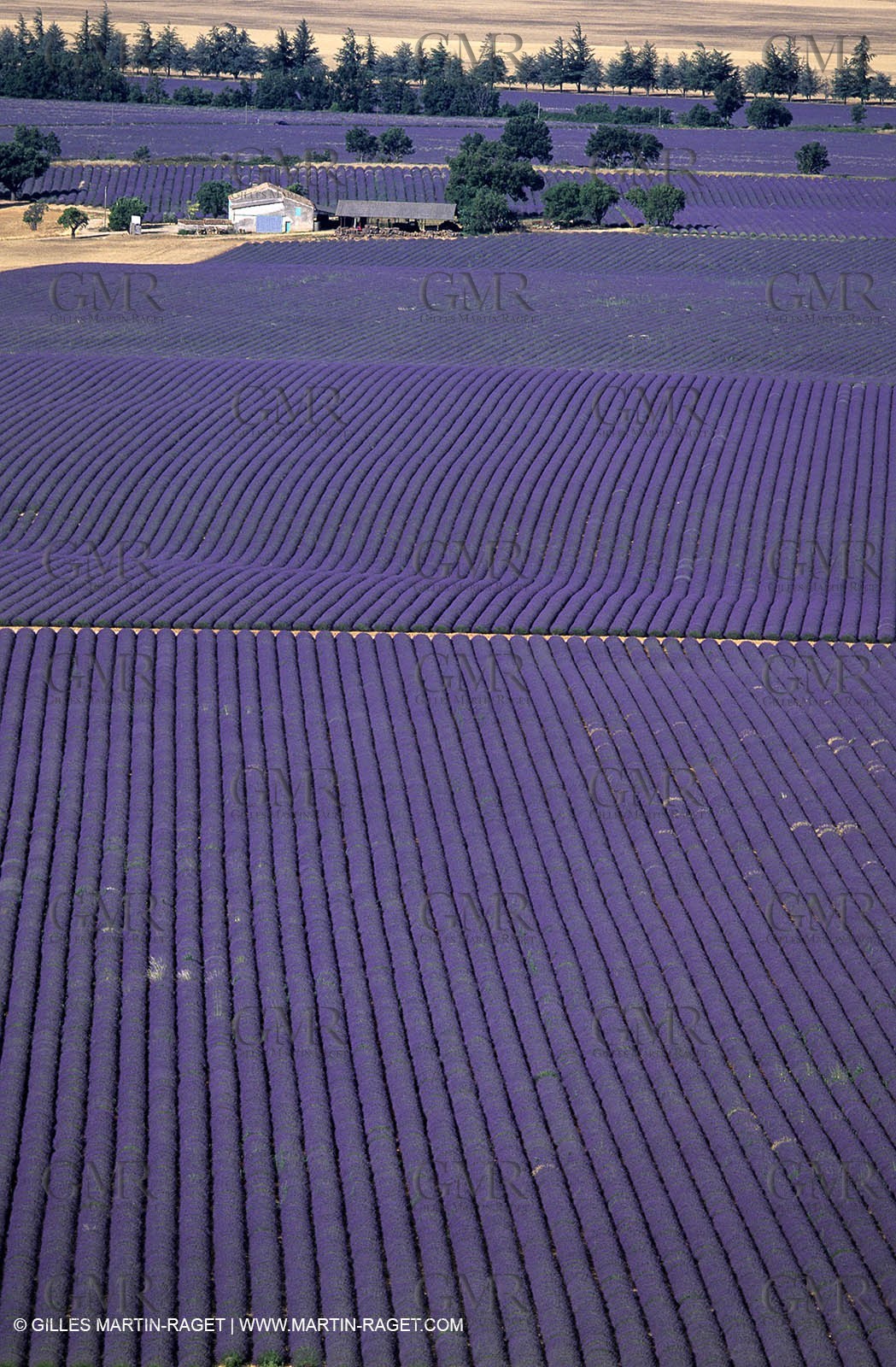 lavander fields , 2005  , Valensole plateau