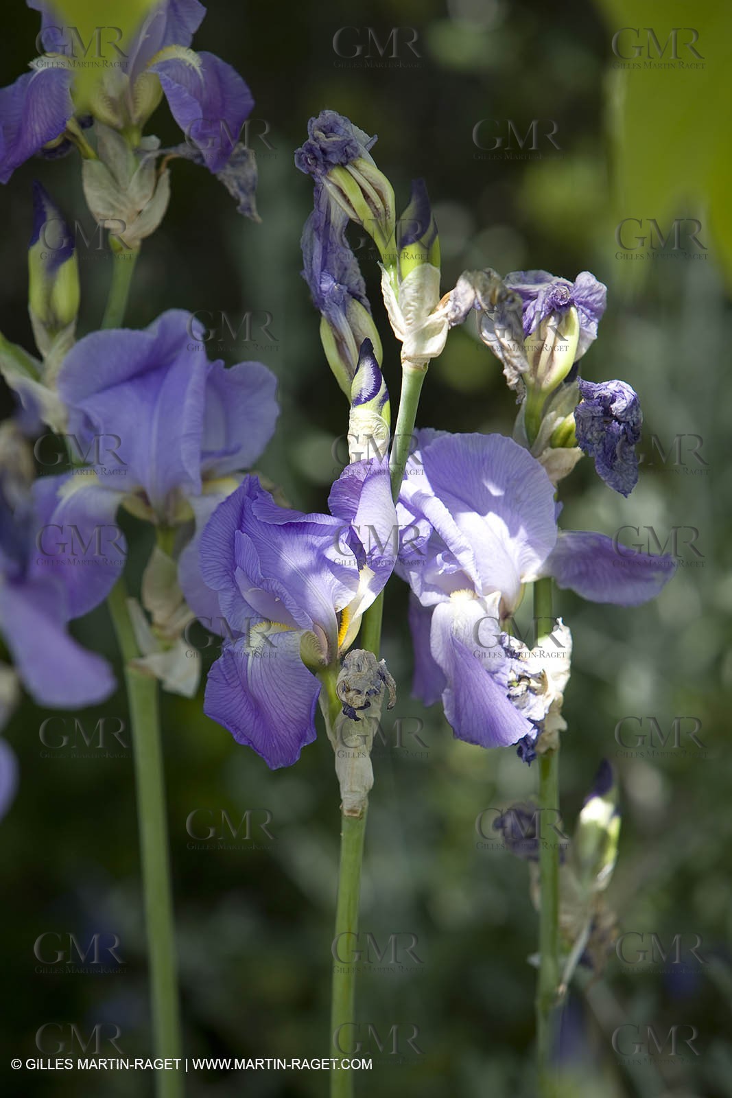01 05 2008 - Arles (FRA,13) - Queen of Arles election