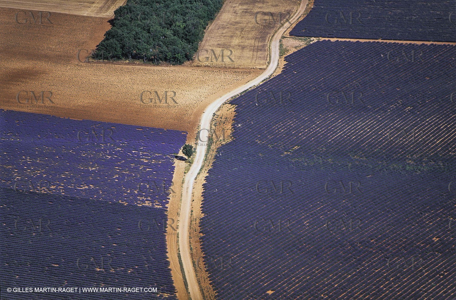 Juin 2005, Valensole (FRA,04) - Lavander fields