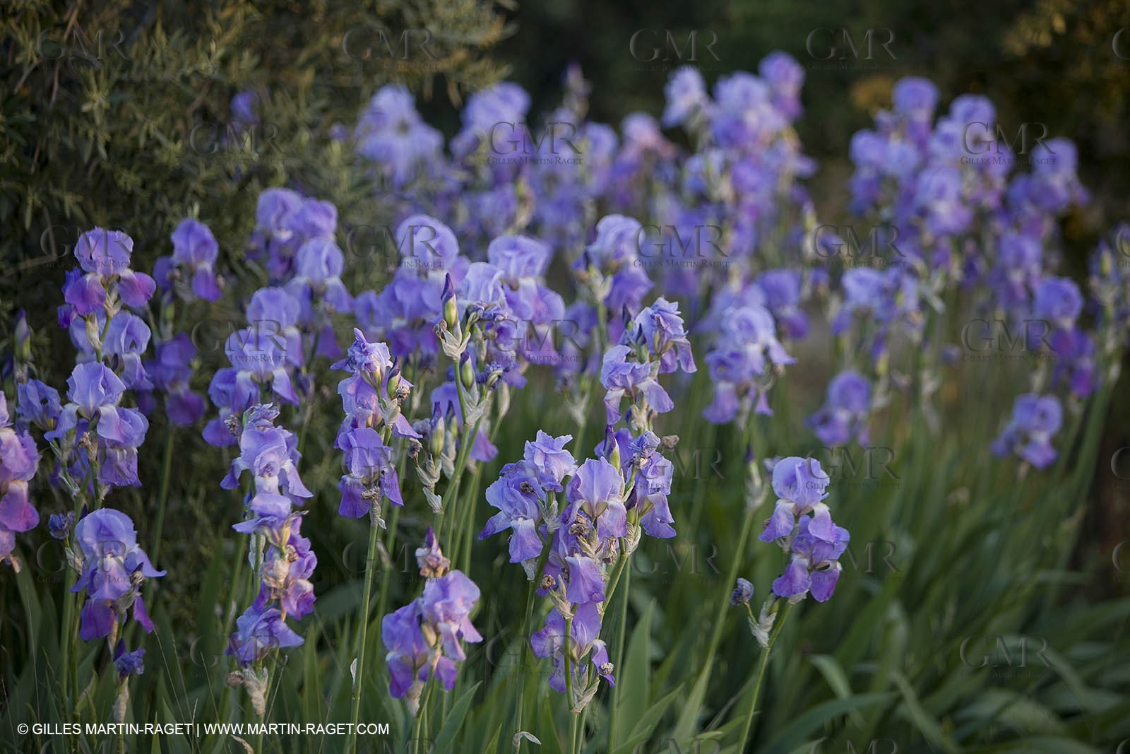 04 05 2008 - Saint Rémy de Provence (FRA, 13) - Alpilles hills landscapes