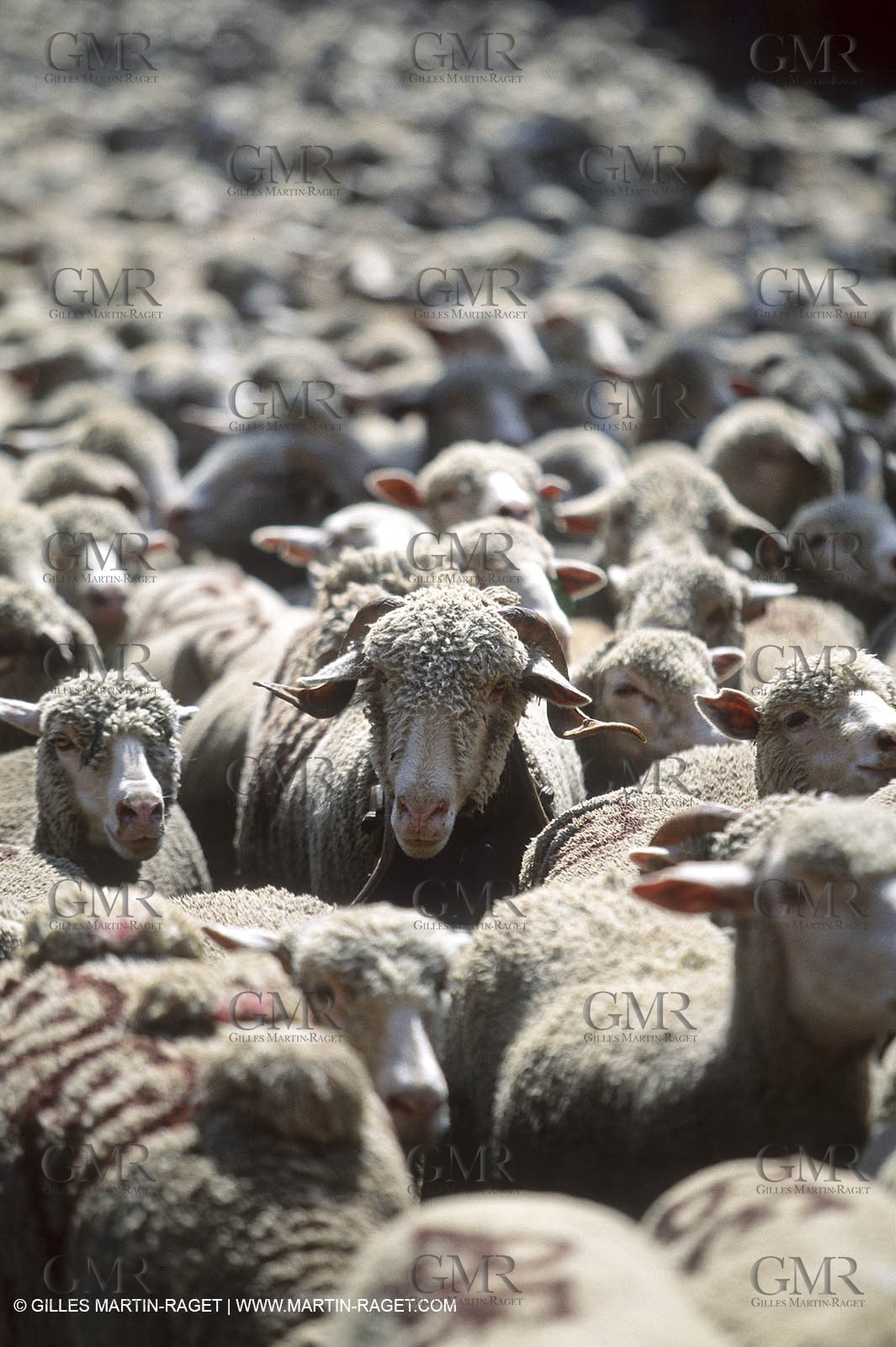 Saint Rémy de Provence (FRA,13) - Sheep stocks migration Fest