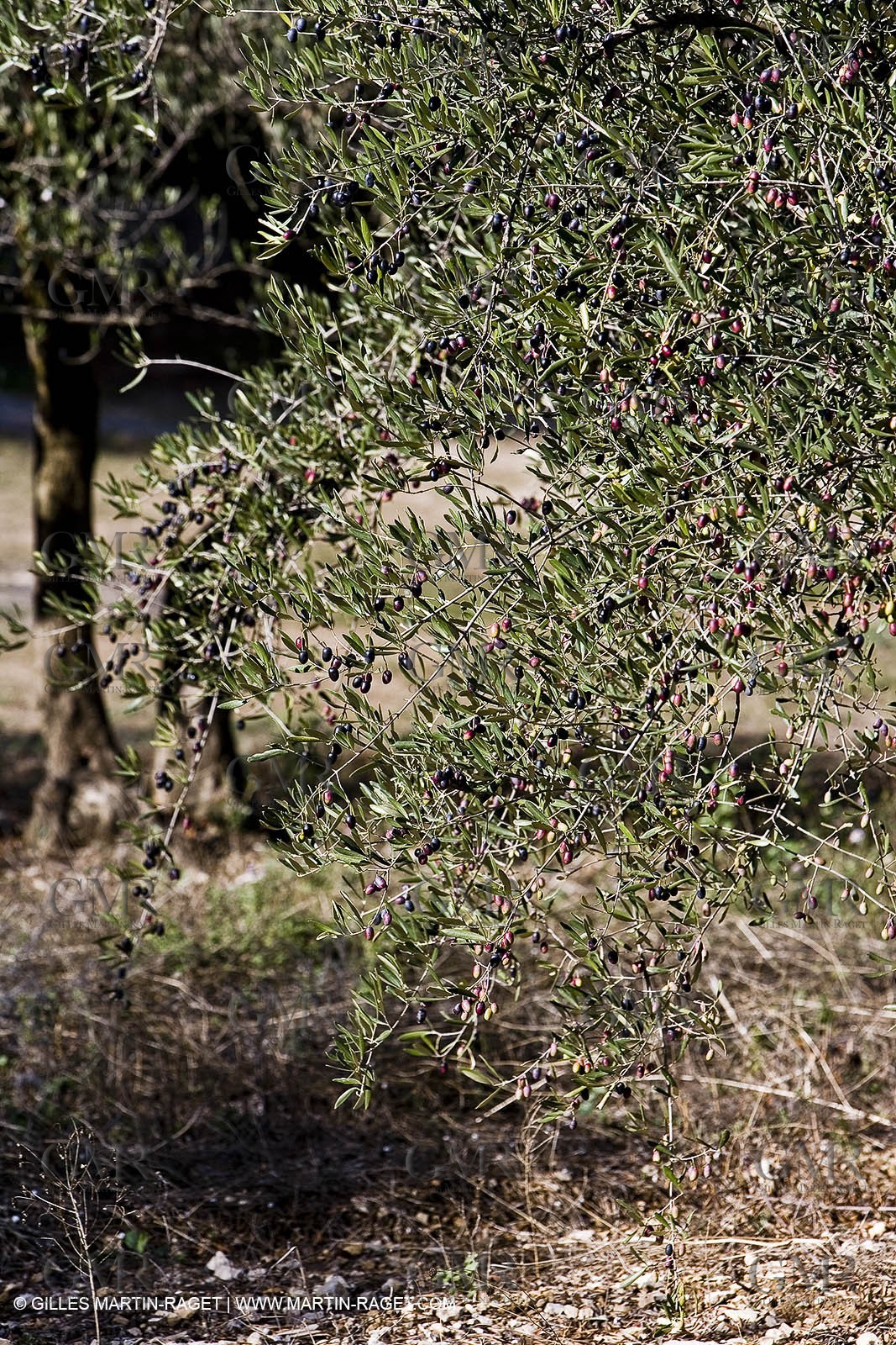 28 10 2007 - Saint Rémy de Provence (FRA, 13)- Olives harvest at  Vallon Raget