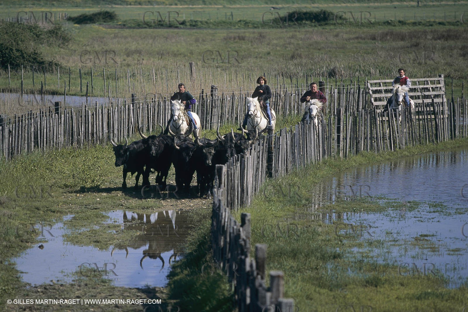 France, Provence, Camargue, Gardians de Camargue, métier, fêtes, élevage, tri