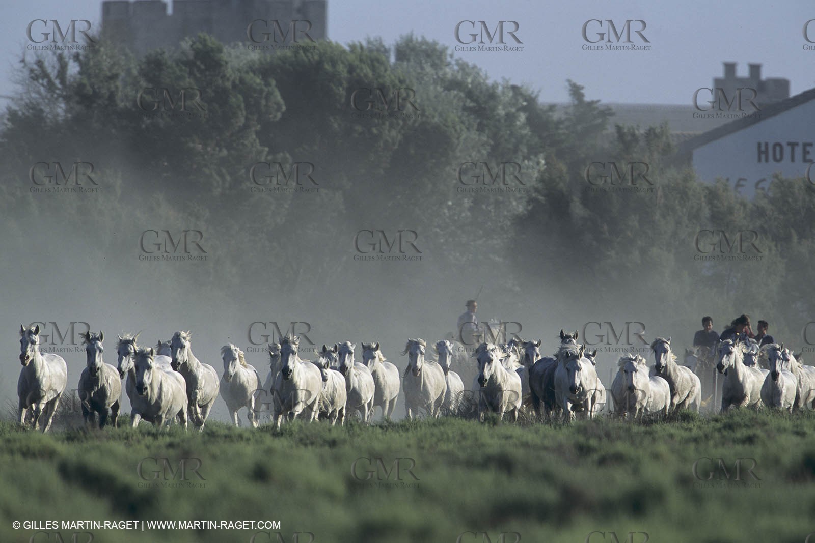 France, Provence, Camargue, Chevaux race Camargue