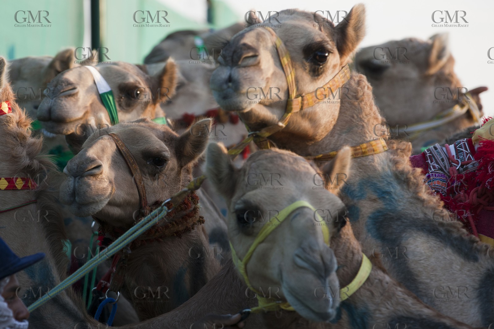 20 11 2010 - Dubai (EAU) - Courses de chameaux