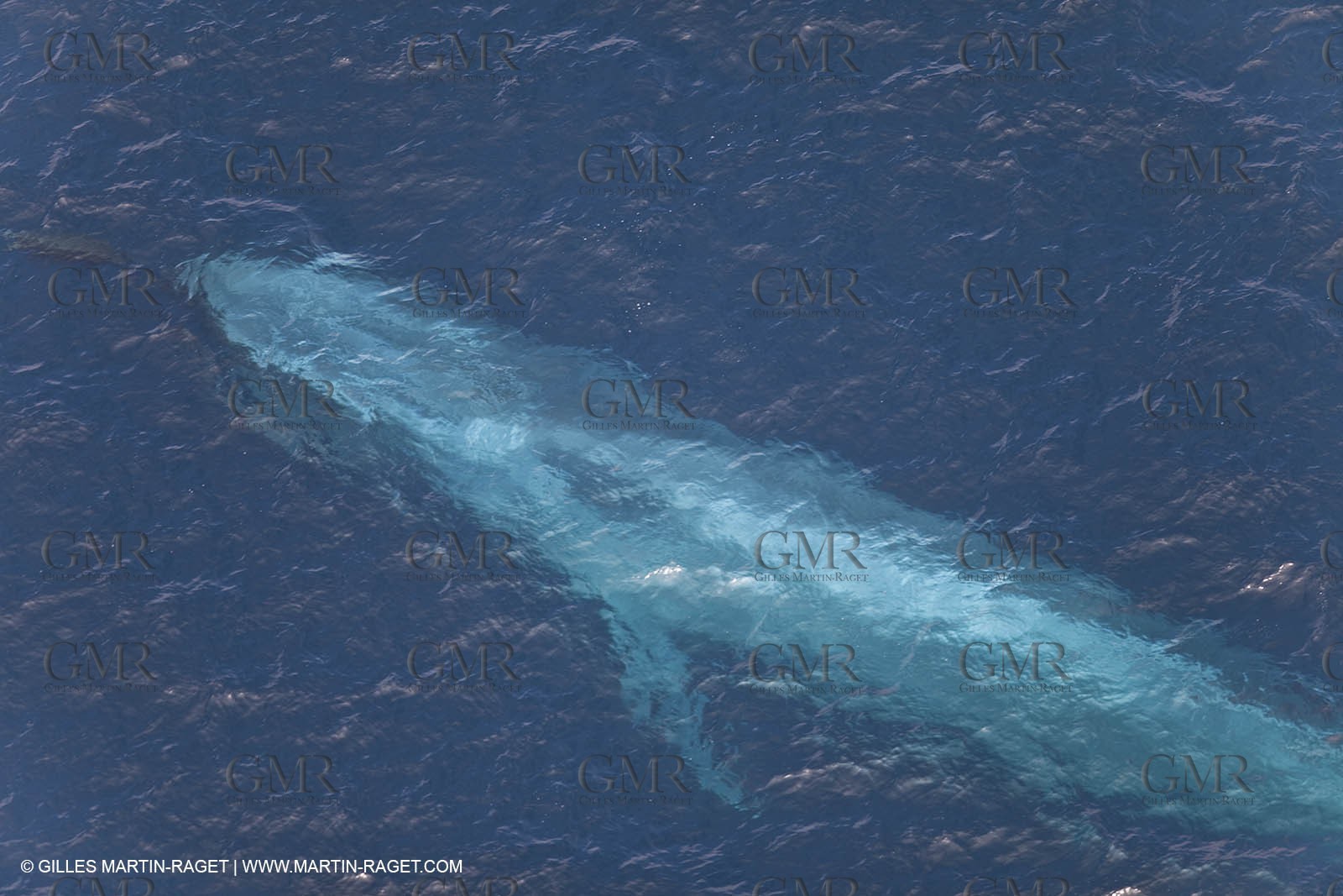 13 08 2009 - San Diego (USA,CA) - 33rd America's Cup - BMW ORACLE Racing - 90 ft Trimaran testings