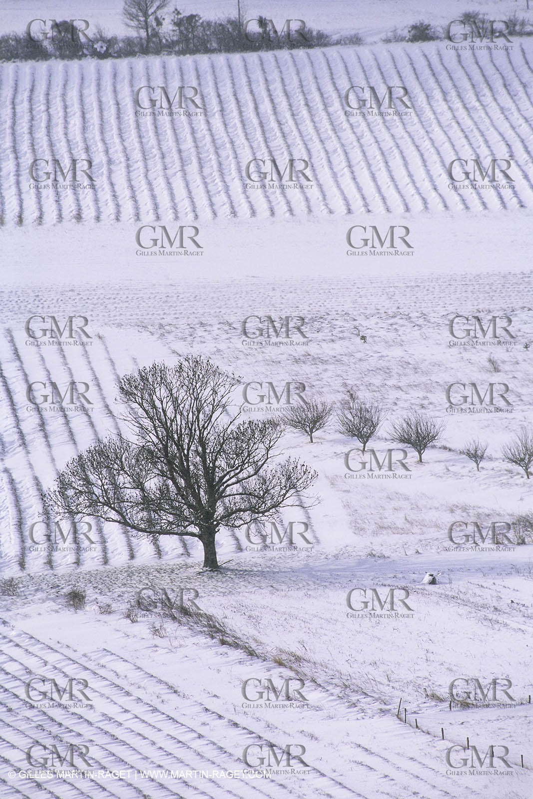 France, Provence, Neige en hiver   Snow in Provence