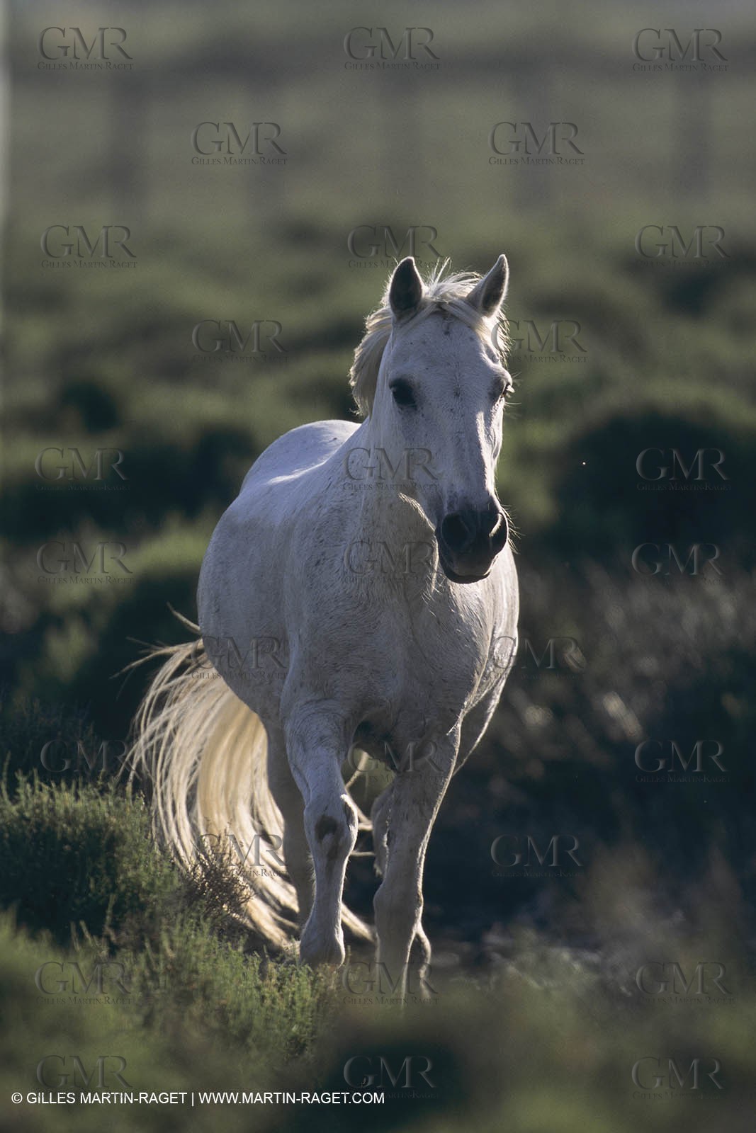 France, Provence, Camargue, White horses from Camargue