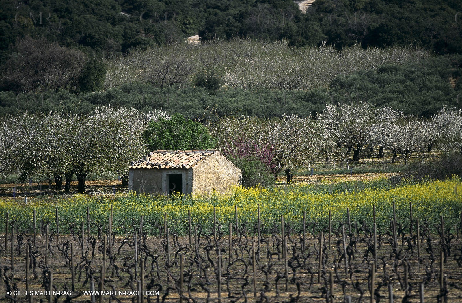 Alpilles (FRA,13), Rape fields
