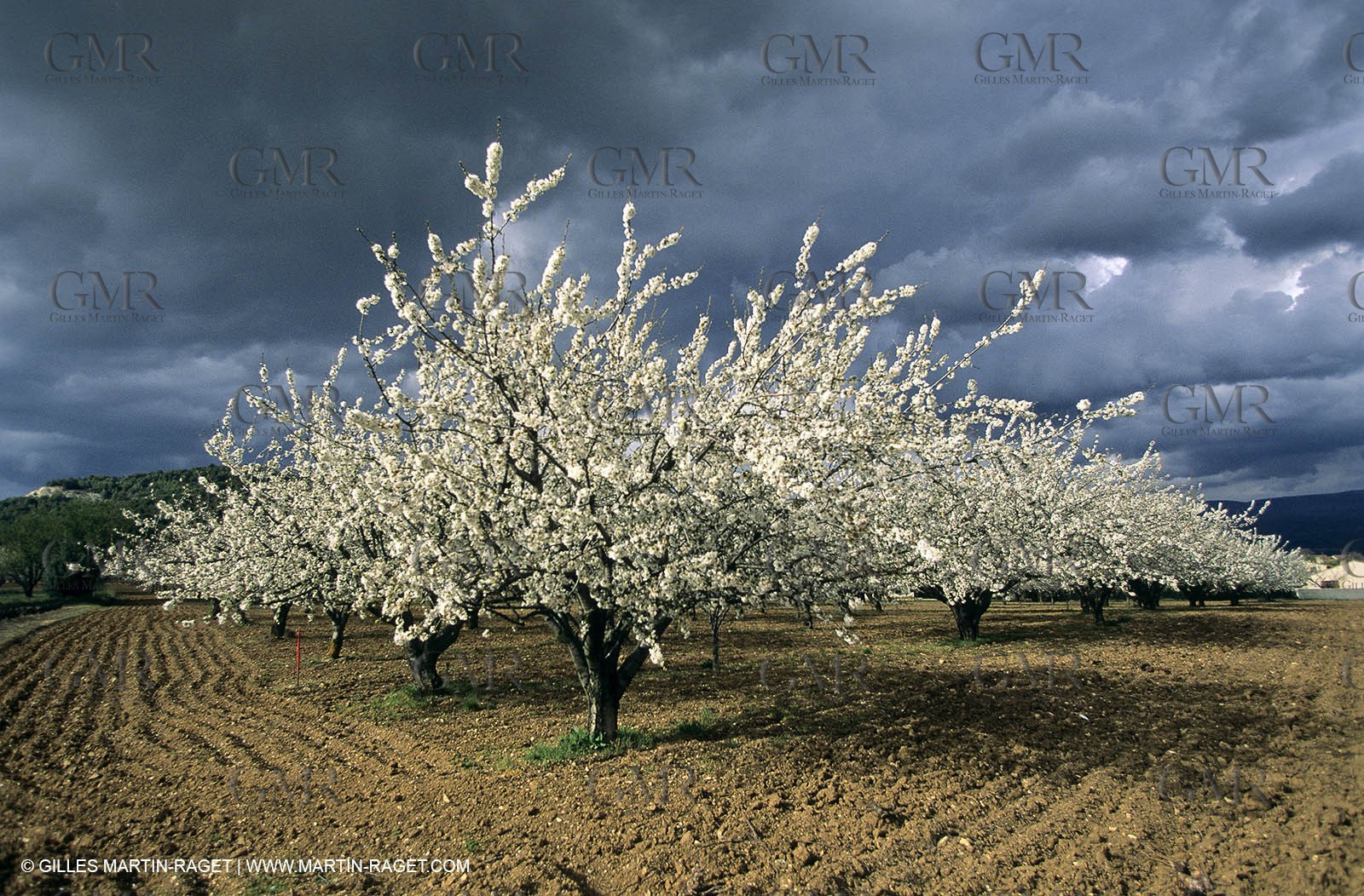 Luberon, Vaucluse (FRA,84) - Arbres fruitiers en fleur