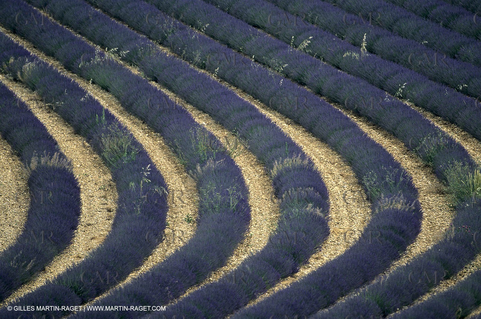 Lavander fields