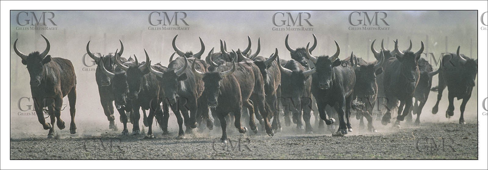 Camargue Bulls