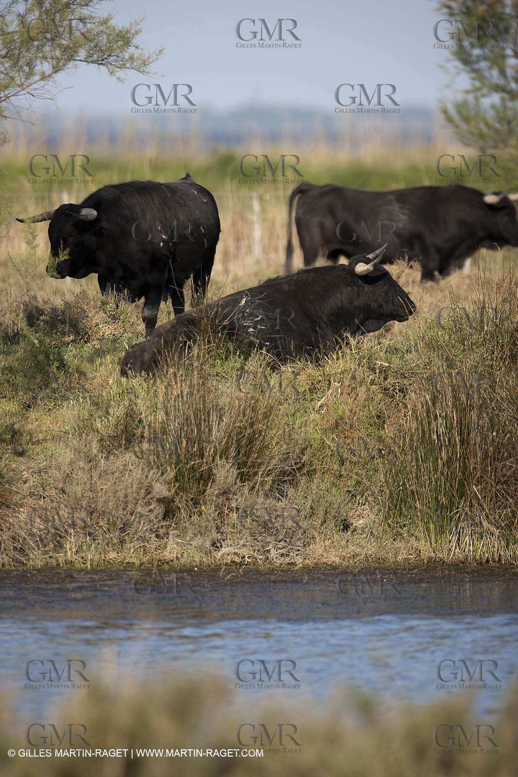 19 04 2011 - Arles (FRA,13) - Bullfight toros in Camargue