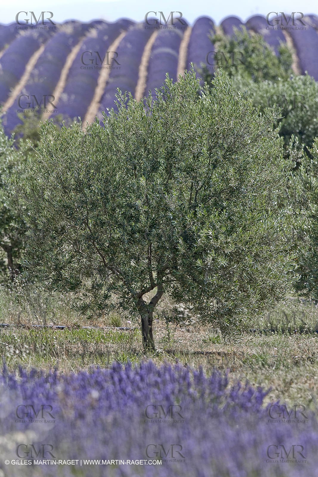 13 08 2007 - Valensole (04) - lavender fields on Valensole plateau
